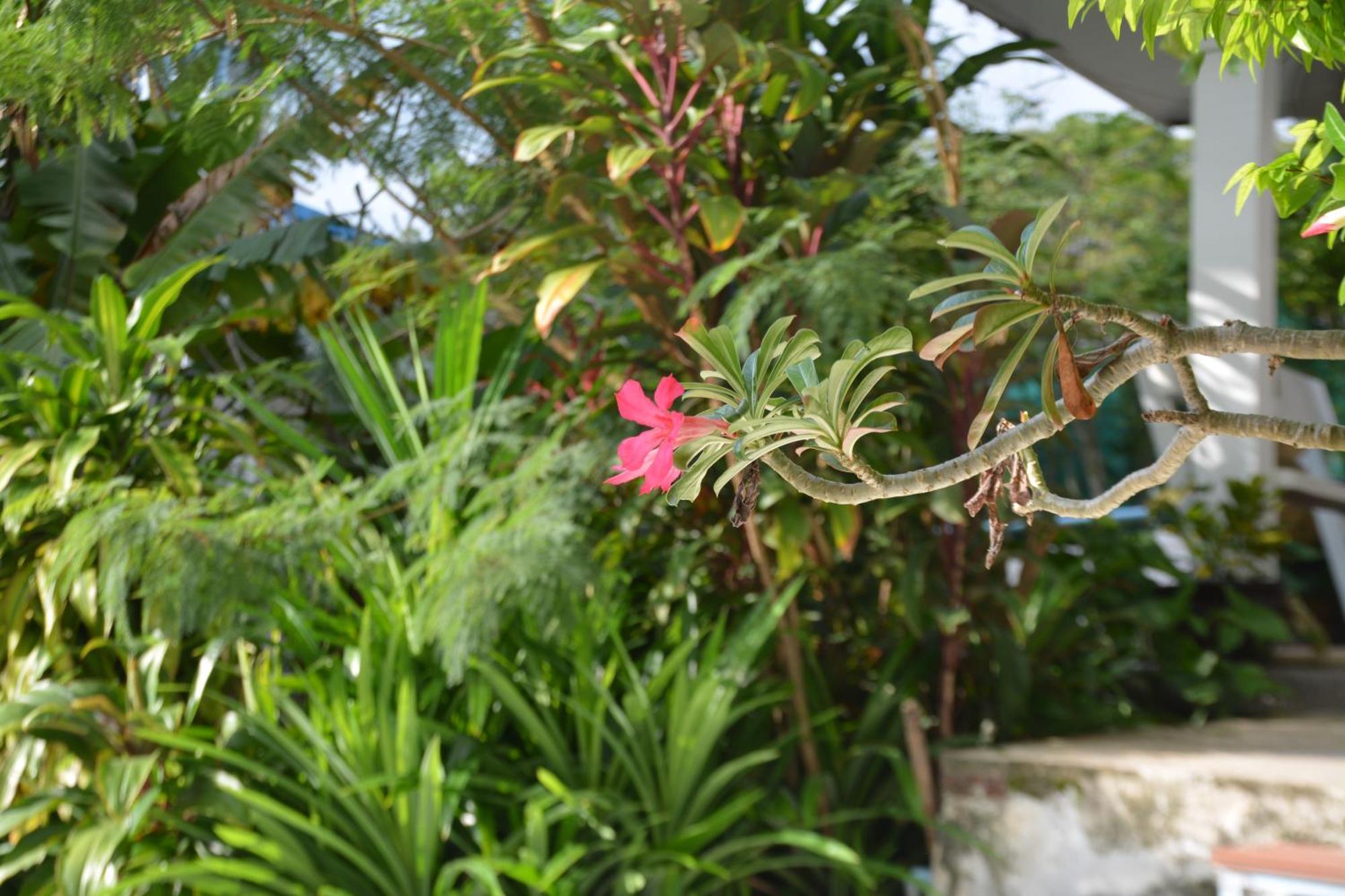 Baan Suan Villa 1 Patong Exterior foto